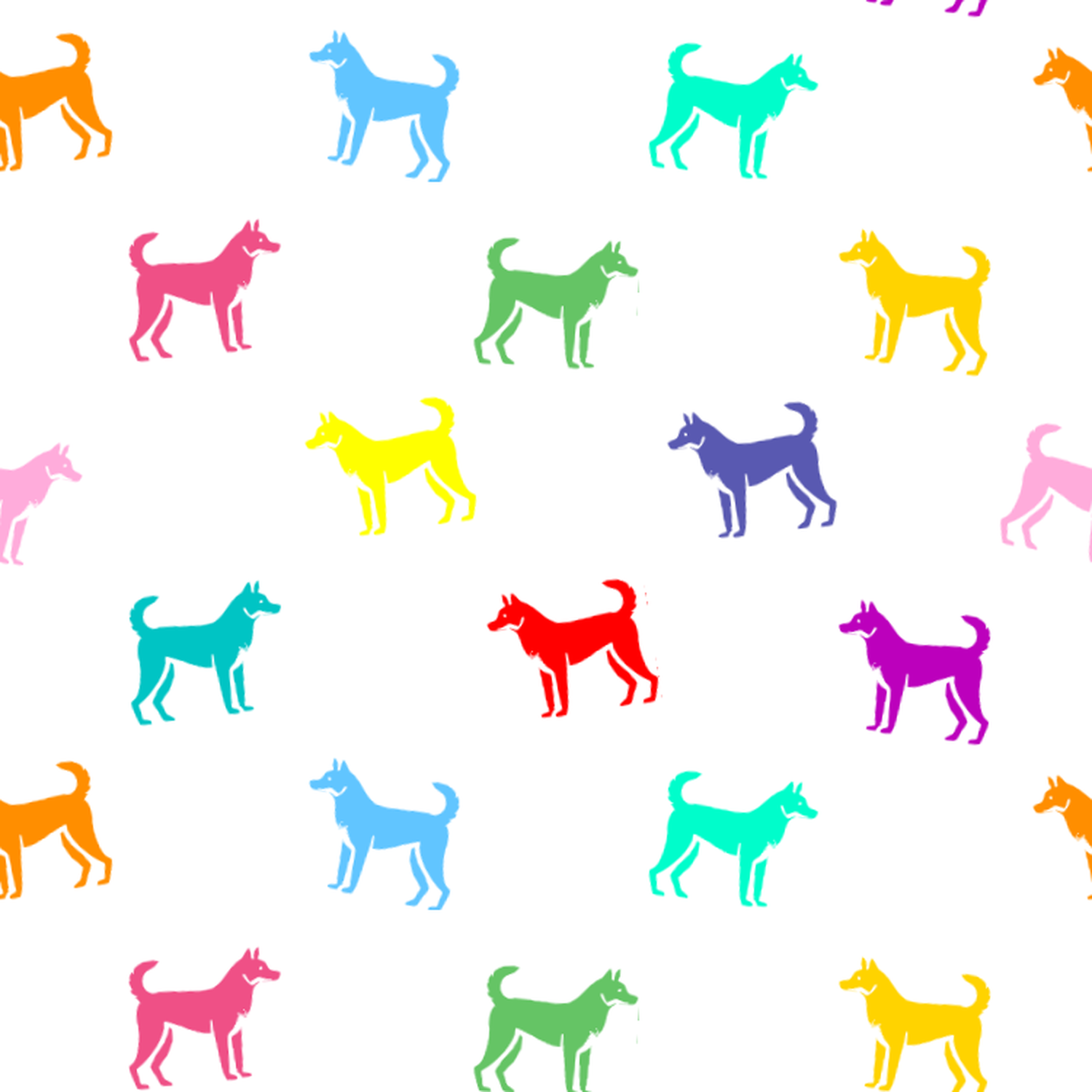 A rainbow of Canaan Dogs